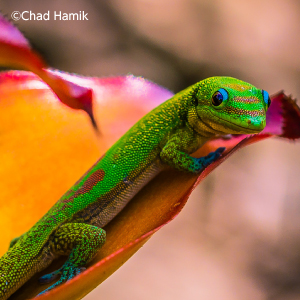 Gecko Under the Leafs (WH-075) | 日本ハワイアンキルト製作所 Gecko Under the Leafs (WH-075) | 日本ハワイアンキルト製作所